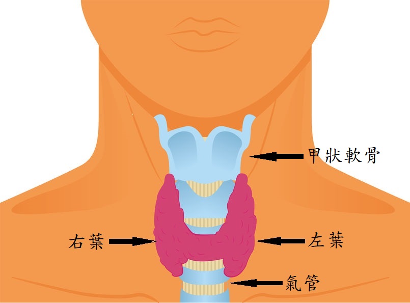 甲狀腺的構造及功能