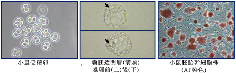 實驗室研究方向： 1. 幹細胞與癌症之研究： (1) 胚胎幹細胞 (ES cell)： 藉由小鼠的排卵控制使其受精後，取出受精卵培養至囊胚、經處理後繼代於餵養細胞上，建立小鼠胚胎幹細胞株