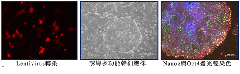 (2)誘導多能性幹細胞 (iPS cell)： 利用Oct3/4、SOX2、c-Myc與Klf4等基因轉殖至人類或動物的成體細胞中，使其產生逆程序化(reprogramming)而誘導出多能性幹細胞。