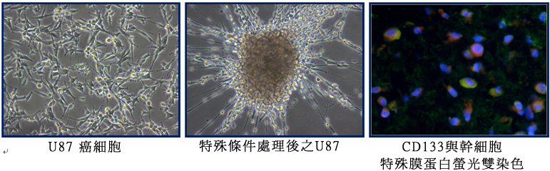 (3) 癌症 (cancer)： 藉由細胞內不同分子層次的觀察，結合臨床癌症醫學，以系統生物研究的方式，增進對癌症的了解。